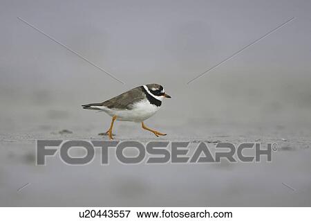 Ringed Plover (Charadrius hiaticula) running along beach in search of grubs in the sand. Gott bay, Argyll, Scotland, UK View Large Photo Image Stock Photo - Ringed Plover (Charadrius hiaticula) running along beach in search of grubs in the sand. Gott bay, Argyll, Scotland, UK. Fotosearch