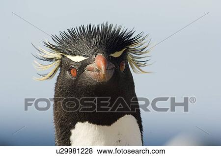 Rockhopper Penguin (Eudyptes crestatus). Bleaker Island, Falkland Islands View Large Photo Image Stock Photo - Rockhopper Penguin (Eudyptes crestatus). Bleaker Island, Falkland Islands. Fotosearch