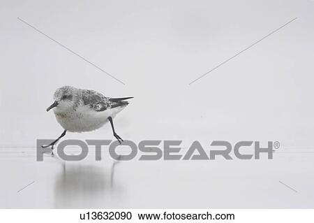 Sanderling (Calidris alba) sprinting across a shallow film of water on sandy beach, with a reflection of itself below. Soroby. Argyll,. Scotland, UK View Large Photo Image Stock Image - Sanderling (Calidris alba) sprinting across a shallow film of water on sandy beach, with a reflection of itself below. Soroby. Argyll,. Scotland, UK. Fotosearch