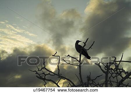 Picture - Sunset clouds background booby in tree. Galapagos.. Fotosearch