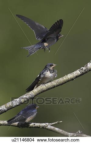 Swallow (Hirundo rustica) juveniles begging for food, with one manoeuvring for good position, in mid flight. Loch Awe. Argyll. Scotland, UK View Large Photo Image Picture - Swallow (Hirundo rustica) juveniles begging for food, with one manoeuvring for good position, in mid flight. Loch Awe. Argyll. Scotland, UK. Fotosearch