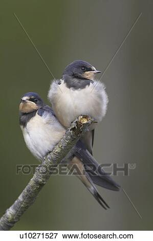 Stock Photo - Swallow (Hirundo rustica) pair of juvenile swallows perched on branch awaiting parents. Loch Awe. Argyll. Scotland, UK. Fotosearch