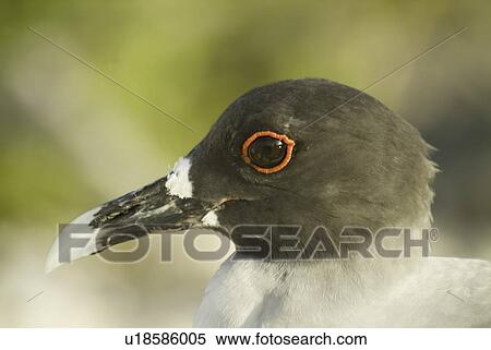 Stock Photography - Swallow-tailed gull (Larus furcatus). Galapagos.. Fotosearch
