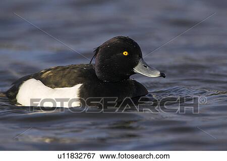 Stock Photo - Tufted Duck (Aythya fuligula) portrait of male in blue water of canal in early morning sunlight, close up, Scotland. Fotosearch