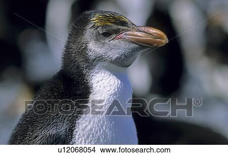 Young Royal Penguin (Eudyptes Schlegeli). Sandy Bay, Macquarie Island, Subantarctic Australia. View Large Photo Image Picture - Young Royal Penguin (Eudyptes Schlegeli). Sandy Bay, Macquarie Island, Subantarctic Australia.. Fotosearch