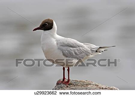 Stock Image - A Black Headed Gull (Larus ridibundus) in breeding plumage, Moray Firth, Scotland.. Fotosearch
