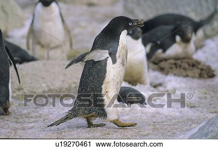 Stock Image - Adult Adelie Penguin (Pygoscelis Adeliae) collecting stones for the nest construction. Commonwealth Bay, East Antarctica. Fotosearch