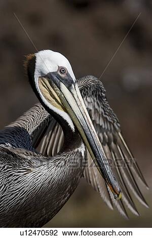 Adult brown pelican (Pelecanus occidentalis) resting on rock ar Isla Ildefonso in the Gulf of California (Sea of Cortez), Baja California, Mexico. View Large Photo Image Stock Image - Adult brown pelican (Pelecanus occidentalis) resting on rock ar Isla Ildefonso in the Gulf of California (Sea of Cortez), Baja California, Mexico.. Fotosearch
