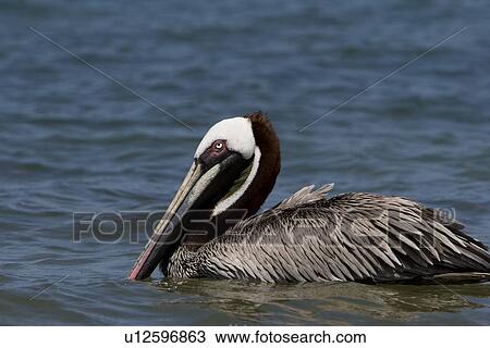 Stock Image - Adult brown pelican (Pelecanus occidentalis) on Bartolome Island in the Galapagos Island Group, Ecuador. Pacific Ocean.. Fotosearch