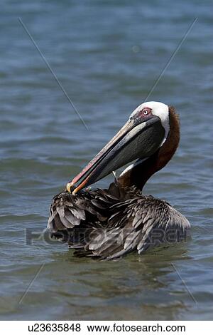 Adult brown pelican (Pelecanus occidentalis) on Bartolome Island in the Galapagos Island Group, Ecuador. Pacific Ocean. View Large Photo Image Stock Photo - Adult brown pelican (Pelecanus occidentalis) on Bartolome Island in the Galapagos Island Group, Ecuador. Pacific Ocean.. Fotosearch