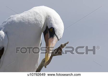 Stock Photo - Adult Nazca booby (Sula grantii) nesting site on Espanola Island in the Galapagos Island Group, Ecuador. Pacific Ocean.. Fotosearch