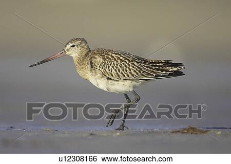 Stock Photograph - Bar-Tailed Godwit (Limosa lapponica) walking while foraging for food on beach, front foot up. Gott Bay, Argyll,. Scotland, UK. Fotosearch