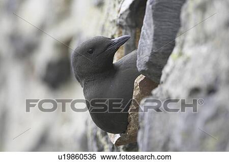 Stock Photograph - Black Guillemot (Cepphus grylle) sitting in a drain pipe that a pair are nesting in. Black Guillemots nest in drains and holes in the sea wall in the middle of Oban town centre. Argyll, Scotland, UK. Fotosearch