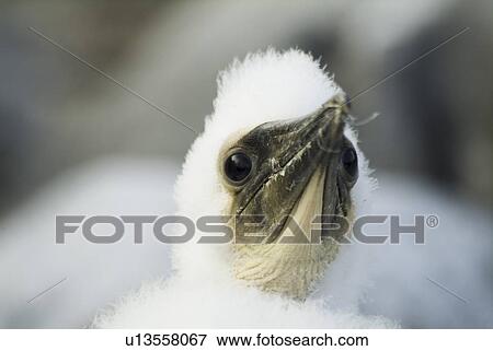 Stock Photo - blue-footed booby (Sula nebouxii). Galapagos.. Fotosearch