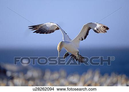 Cape gannet {Morus capensis} landing at nest colony Bird island, Lamberts bay, South Africa View Large Photo Image Picture - Cape gannet {Morus capensis} landing at nest colony Bird island, Lamberts bay, South Africa. Fotosearch