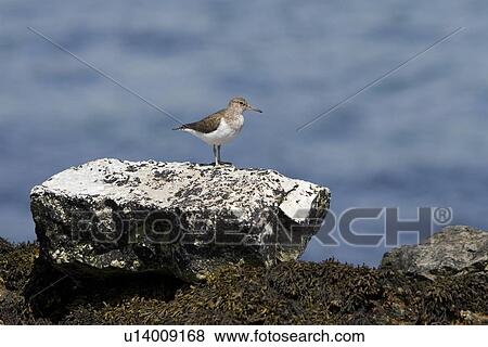 Stock Photo - Common Sandpiper (Actitis hypoleucos) on rocky marine foreshore. Hebrides, Scotland.. Fotosearch