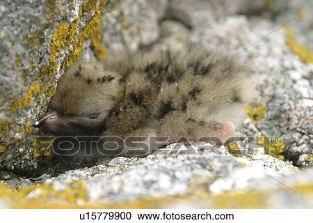 Stock Image - Common Tern chick (Sterna hirundo), Jersey, British Isles. Fotosearch