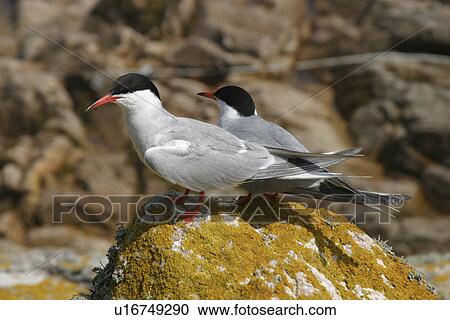 Common Terns (Sterna hirundo) Jersey, British Isles View Large Photo Image Stock Image - Common Terns (Sterna hirundo) Jersey, British Isles. Fotosearch