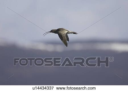 Stock Photo - Curlew (Numenius arquata) flying and calling, snowy hills in background. Argyll, Scotland, UK. Fotosearch