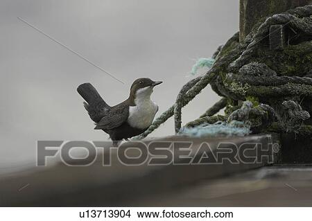 Picture - Dipper (Cinclus cinclus) perching on pier with old sailing rope in background. Dippers often perch on rocks, fence posts and piers surveying the water, calling or just having a good preen.. Argyll, Scotland. Fotosearch