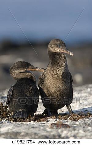 Picture - Flightless cormorant (Nannopterum harrisi) in the Galapagos Island Group, Ecuador. This Galapagos endemic cormorant has lost the ability to fly as there are no predators in the islands to prey on it.. Fotosearch