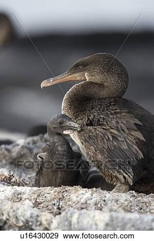 Flightless cormorant (Nannopterum harrisi) in the Galapagos Island Group, Ecuador. This Galapagos endemic cormorant has lost the ability to fly as there are no predators in the islands to prey on it. View Large Photo Image Stock Photo - Flightless cormorant (Nannopterum harrisi) in the Galapagos Island Group, Ecuador. This Galapagos endemic cormorant has lost the ability to fly as there are no predators in the islands to prey on it.. Fotosearch