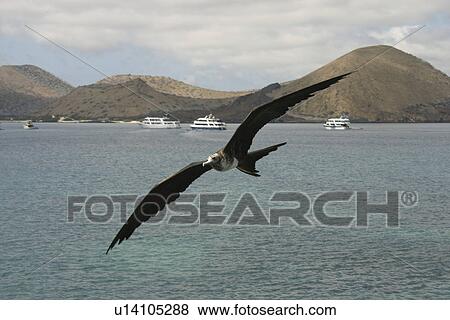 Stock Photo - Frigate in flight. Galapagos.. Fotosearch