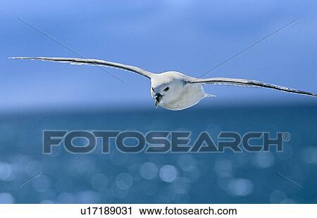 Stock Image - Fulmer (Fulmar glacialis) soaring. West of Iceland.. Fotosearch