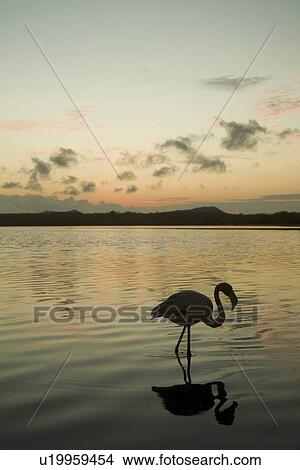 Picture - Galapagos Flamingo (Phoenicopterus ruber). Galapagos.. Fotosearch