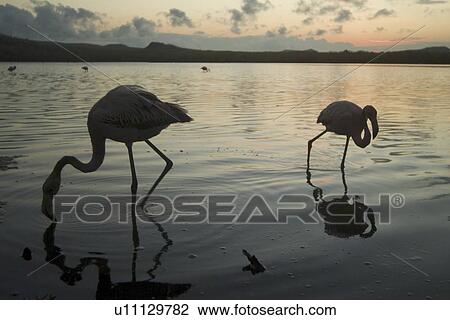 Stock Image - Galapagos Flamingo (Phoenicopterus ruber). Galapagos.. Fotosearch