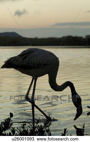 Galapagos Flamingo (Phoenicopterus ruber). Galapagos. View Large Photo Image Stock Image - Galapagos Flamingo (Phoenicopterus ruber). Galapagos.. Fotosearch
