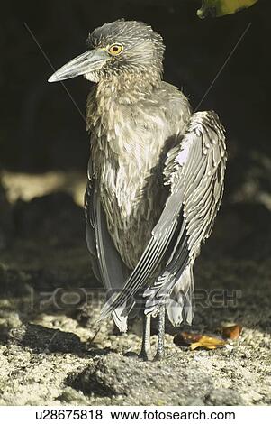 Galapagos heron. Galapagos. View Large Photo Image Stock Photo - Galapagos heron. Galapagos.. Fotosearch