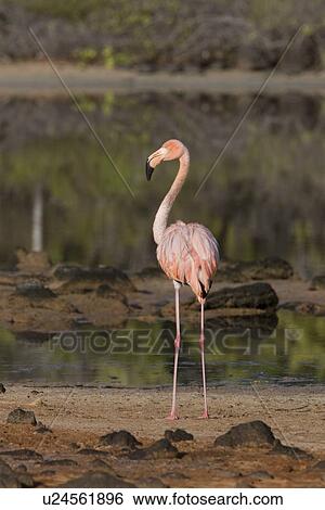 Stock Photograph - Greater flamingo (Phoenicopterus ruber) foraging for small pink shrimp (Artemia salina) in saltwater lagoons in the Galapagos Island Group, Ecuador. Pacific Ocean.. Fotosearch