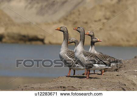 Greylag Geese. Jersey, British Isles View Large Photo Image Stock Image - Greylag Geese. Jersey, British Isles. Fotosearch