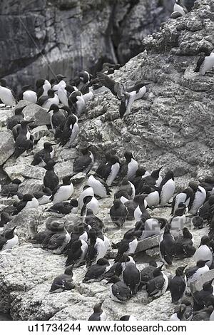 Guillemot (Uria aalge) colony with chicks ready to leave to sea. Hebrides, Scotland View Large Photo Image Picture - Guillemot (Uria aalge) colony with chicks ready to leave to sea. Hebrides, Scotland. Fotosearch