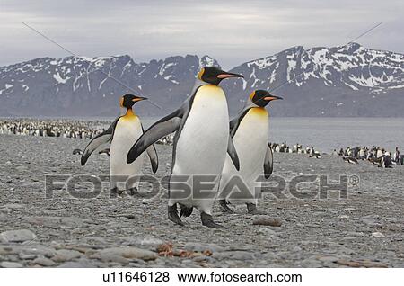 Stock Photo - King Penguin (Aptenodytes patagonica) walking in formation on beach Salisbury Plain, South Georgia. Fotosearch