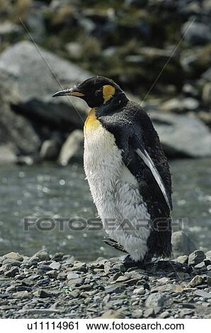 King penguin portrait (Aptenodytes patagonicus) South Georgia View Large Photo Image Stock Image - King penguin portrait (Aptenodytes patagonicus) South Georgia. Fotosearch