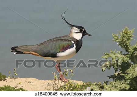 Stock Photography - Lapwing (Vanellus vanellus), Jersey, British Isles. Fotosearch