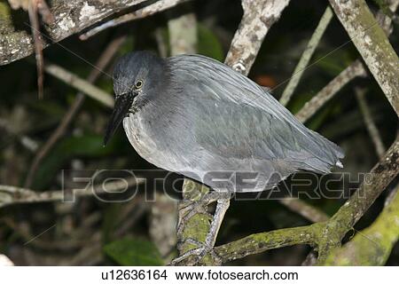 Lava heron. Galapagos. View Large Photo Image Picture - Lava heron. Galapagos.. Fotosearch
