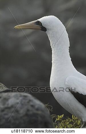Nazca (masked) booby (Sula dactylatra). Galapagos. View Large Photo Image Stock Image - Nazca (masked) booby (Sula dactylatra). Galapagos.. Fotosearch