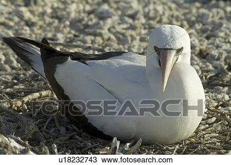 Stock Image - nazca (masked) booby (Sula dactylatra). Galapagos.. Fotosearch
