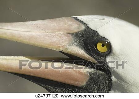 Stock Image - Nazca (masked) booby (Sula dactylatra). Galapagos.. Fotosearch