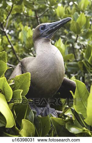 Red-footed booby (Sula sula). Galapagos. View Large Photo Image Stock Image - Red-footed booby (Sula sula). Galapagos.. Fotosearch