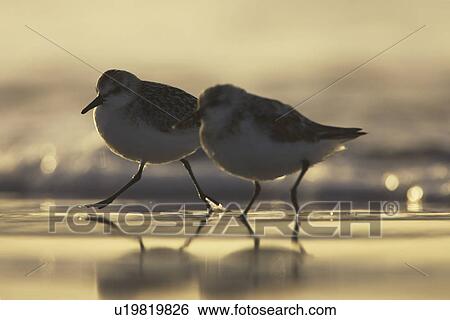 Sanderling (Calidris alba) running from incoming waves early in the morning silhouetted against the orange early light. Soroby. Argyll,. Scotland, UK View Large Photo Image Stock Photograph - Sanderling (Calidris alba) running from incoming waves early in the morning silhouetted against the orange early light. Soroby. Argyll,. Scotland, UK. Fotosearch