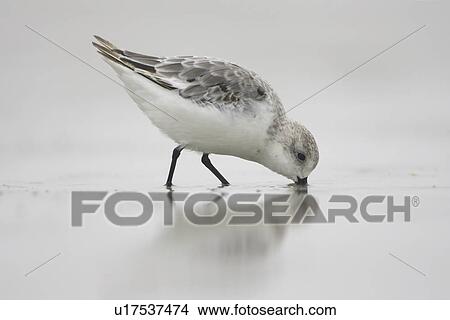 Picture - Sanderling (Calidris alba) with beak in sand, drilling down for grubs as it races along the beach on a film of water creating a reflection. Soroby. Argyll,. Scotland, UK. Fotosearch
