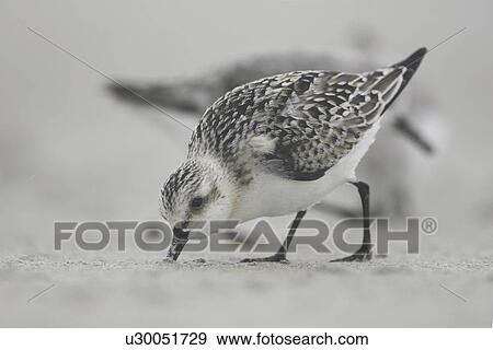 Sanderling (Calidris alba) with beak in sand, drilling down for grubs as it races along the beach. Soroby. Argyll, Scotland, UK View Large Photo Image Stock Photo - Sanderling (Calidris alba) with beak in sand, drilling down for grubs as it races along the beach. Soroby. Argyll, Scotland, UK. Fotosearch