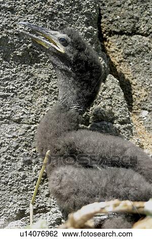 Shag chick. Phalacrocorax aristotelis, Sark, British Isles View Large Photo Image Stock Image - Shag chick. Phalacrocorax aristotelis, Sark, British Isles. Fotosearch