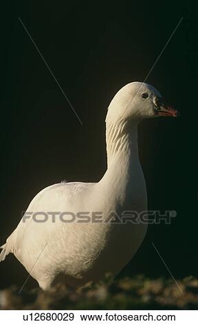 Snow goose. (Chen caerulescens) Churchill, Canada. View Large Photo Image Stock Photo - Snow goose. (Chen caerulescens) Churchill, Canada.. Fotosearch