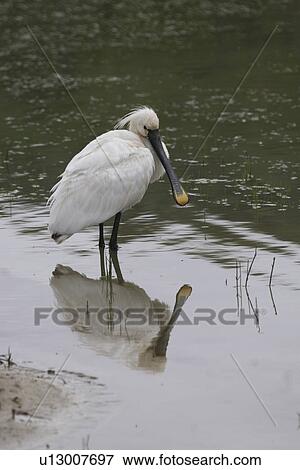 Stock Photo - Spoonbill and reflection. Jersey, British Isles. Fotosearch