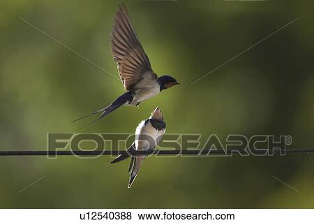 Stock Photo - Swallow (Hirundo rustica) feeding young. Loch Awe. Argyll. Scotland, UK. Fotosearch